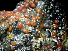 Metandrocarpa taylori