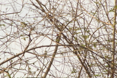 Campephilus guatemalensis