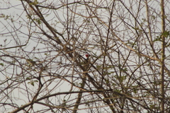 Campephilus guatemalensis