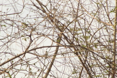 Campephilus guatemalensis