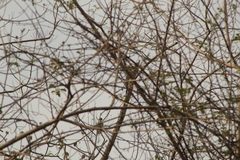 Campephilus guatemalensis