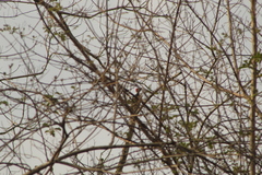 Campephilus guatemalensis