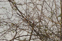 Campephilus guatemalensis