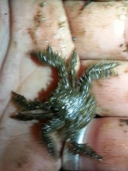 Hapalogaster mertensii