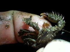Hapalogaster mertensii