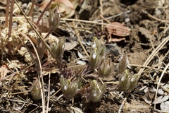 Cordylanthus nidularius