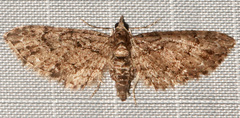 Eupithecia columbiata