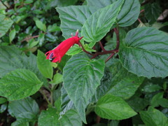 Centropogon cordifolius