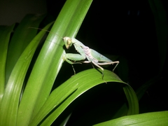 Hierodula patellifera