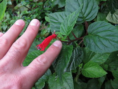 Centropogon cordifolius