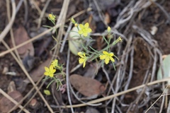 Hesperolinon breweri