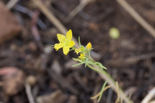 Image of Brewer's western flax by (c) Arvel Hernandez, some rights reserved (CC BY-SA)