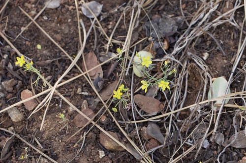 Image of Hesperolinon breweri by (c) Arvel Hernandez, some rights reserved (CC BY-SA)