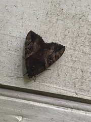 Catocala muliercula