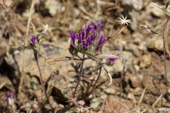 Monardella douglasii