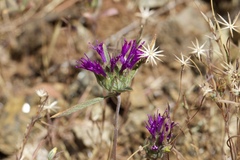 Monardella douglasii