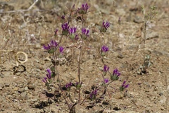 Monardella douglasii