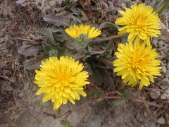 Agoseris apargioides