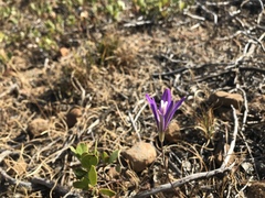 Brodiaea leptandra