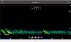 Austronomus australis