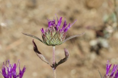 Monardella douglasii