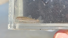Cyprinella venusta