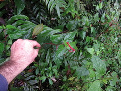 Centropogon cordifolius