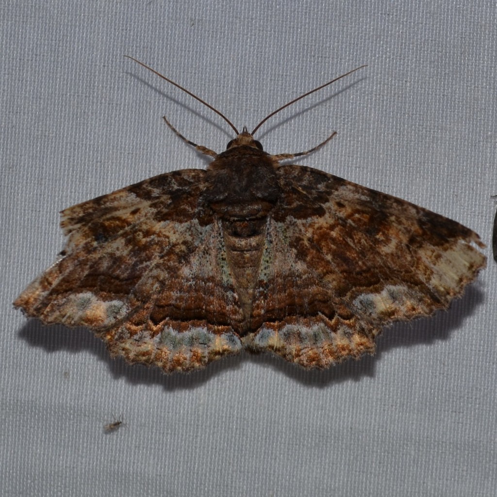 Colorful and Clandestine Zale Moths