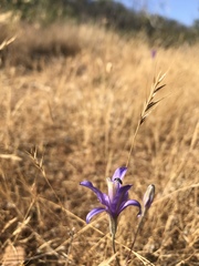 Brodiaea leptandra
