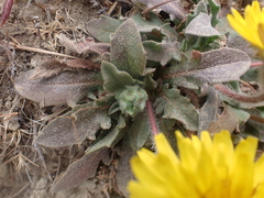 Agoseris apargioides