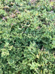 Lepidium didymum