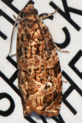 Phaecasiophora niveiguttana