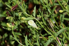 Scutellaria californica