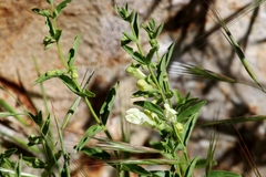 Scutellaria californica