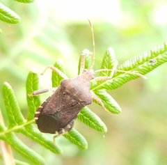 Anasa scorbutica