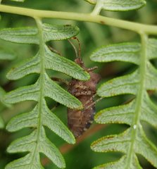 Anasa scorbutica