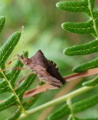 Anasa scorbutica