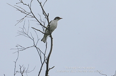 Grantiella picta