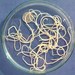 Dog Roundworm - Photo (c) Flukeman, some rights reserved (CC BY-SA)