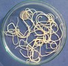 Dog Roundworm - Photo (c) Flukeman, some rights reserved (CC BY-SA)