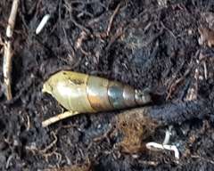 Protobeliscus fairmaireanus