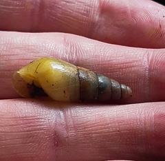 Protobeliscus fairmaireanus