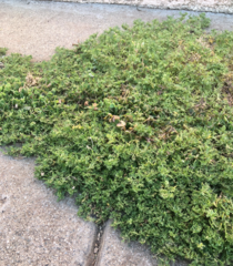 Lepidium didymum
