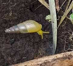 Protobeliscus fairmaireanus