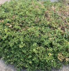 Lepidium didymum