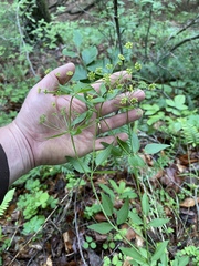 Thaspium trifoliatum aureum