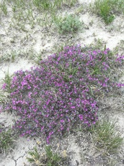 Astragalus sericoleucus