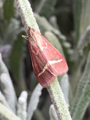 Pyrausta volupialis