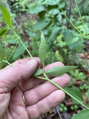 Thaspium trifoliatum aureum