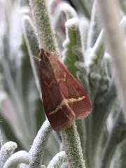 Pyrausta volupialis